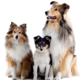 Sheltie Size And Weight Chart